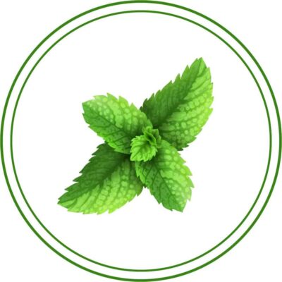 Mint Flavored CBD Oil