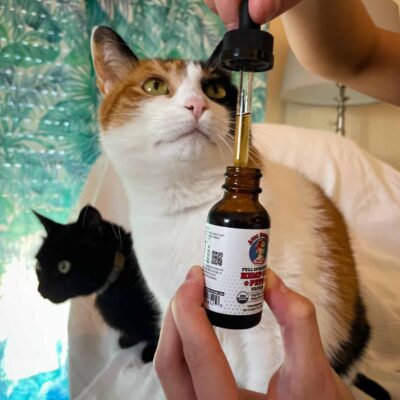 CBD Oil For Cats